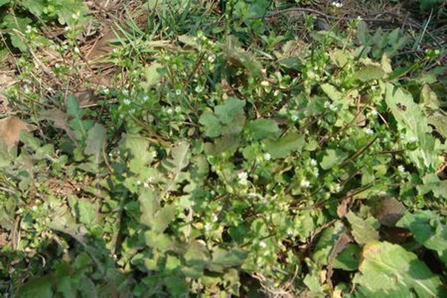  p>为双子叶植物药大戟科植物乳浆大戟的根.治水肿,治胃肠积滞及虫积.