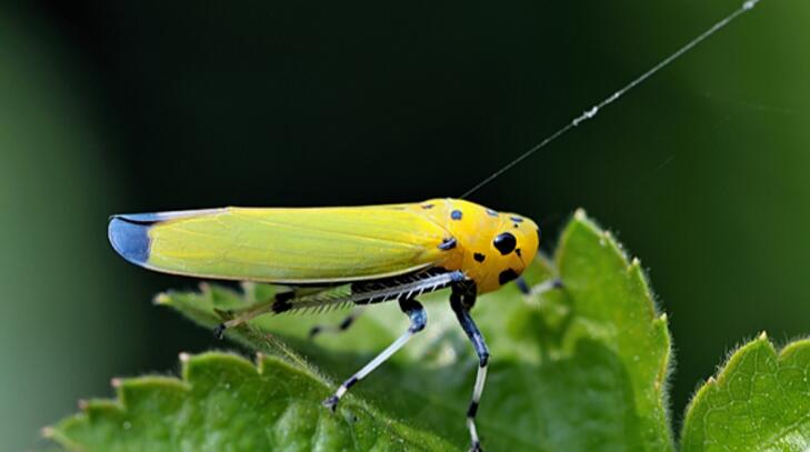 thaia rebiginosa kuoh