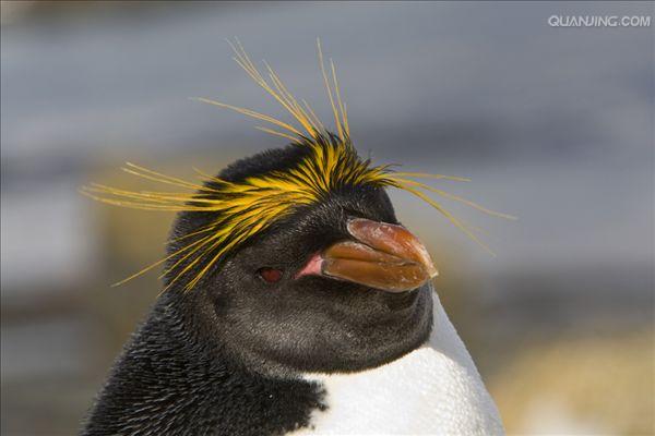 角企鹅属(eudyptes)