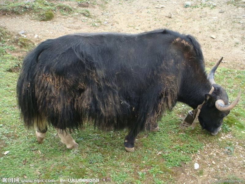 青藏高原牦牛