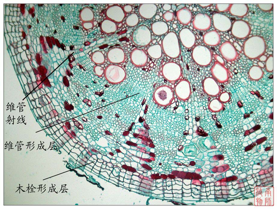 侧生分生组织
