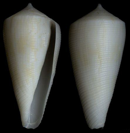  p>白树皮芋螺是一种新腹足目,芋螺科类动物.螺壳尺寸28 - 51 mm.