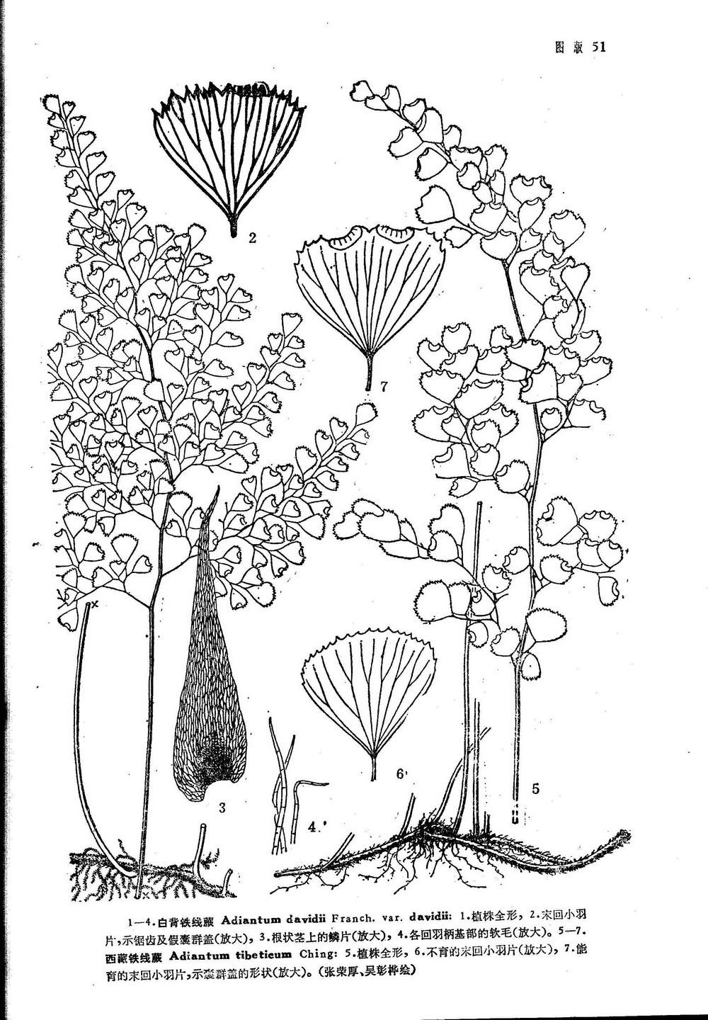  p> a target="_blank" href="/item/西藏铁线蕨/10128475" data