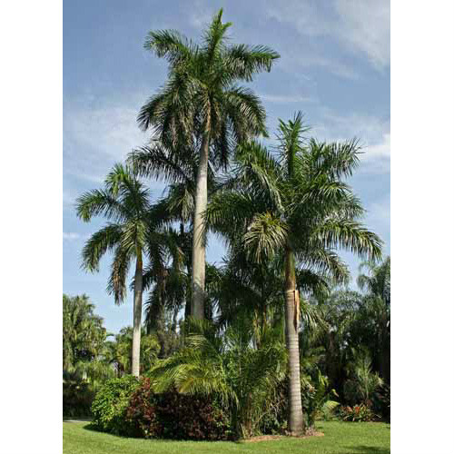  p>王棕(学名: i>roystonea regia /i>  (h.b.k)o.f.