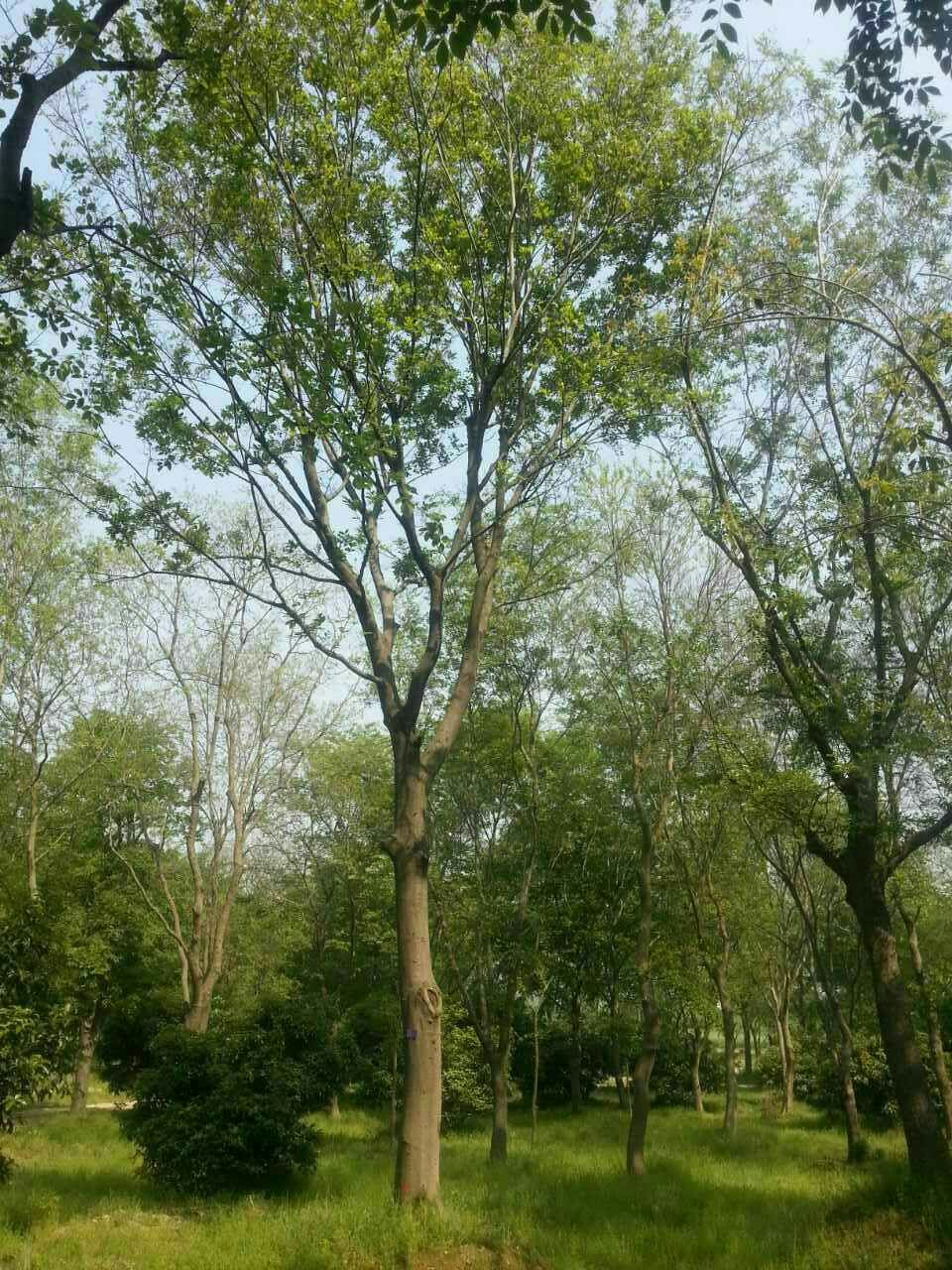  p>朴树(学名: i>celtis sinensis  /i>pers i>.