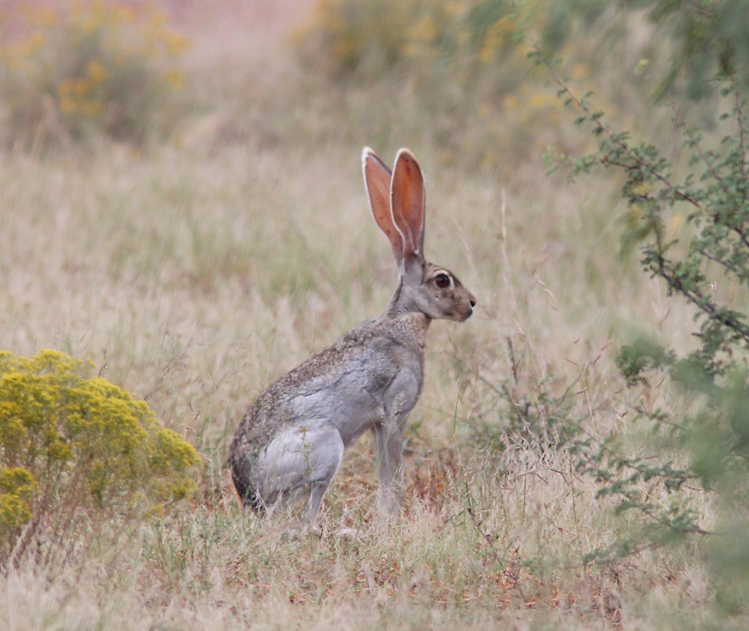 antelope jackrabbit