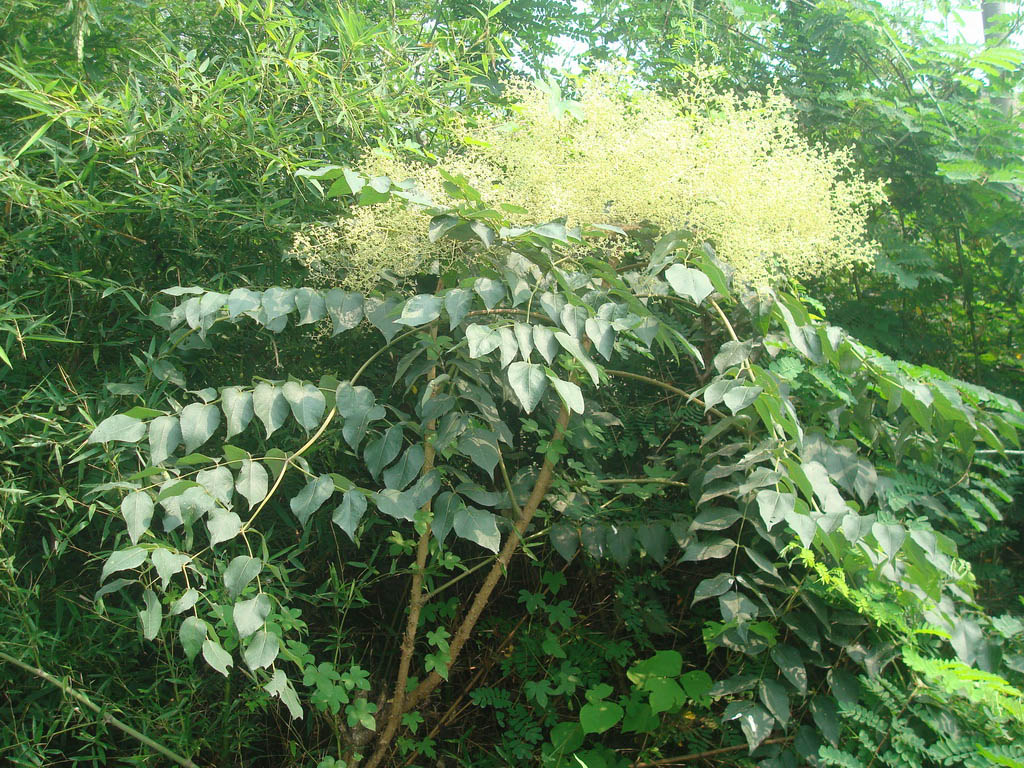 刺椿树属落叶乔木,满身都长满了锋利带钩的刺,初生的枝芽呈包茎状 /p>