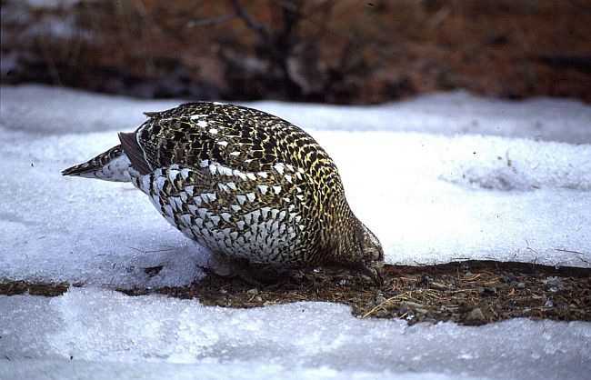  p>镰翅鸡(学名: i>falcipennis falcipennis /i>):体长32-41厘米