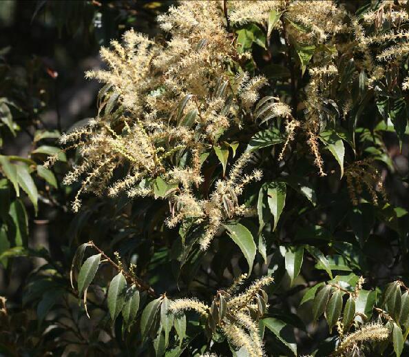 是壳斗科锥属植物,乔木,高达25米,胸径约90厘米,嫩枝,嫩叶,叶背,叶柄