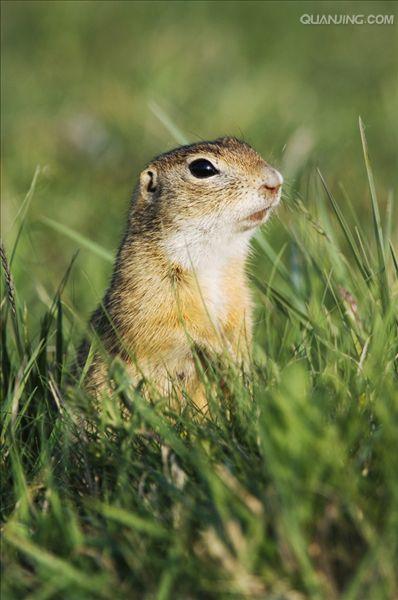  p>达乌尔黄鼠(学名: i>spermophilus dauricus /i>)别名黄鼠,蒙古