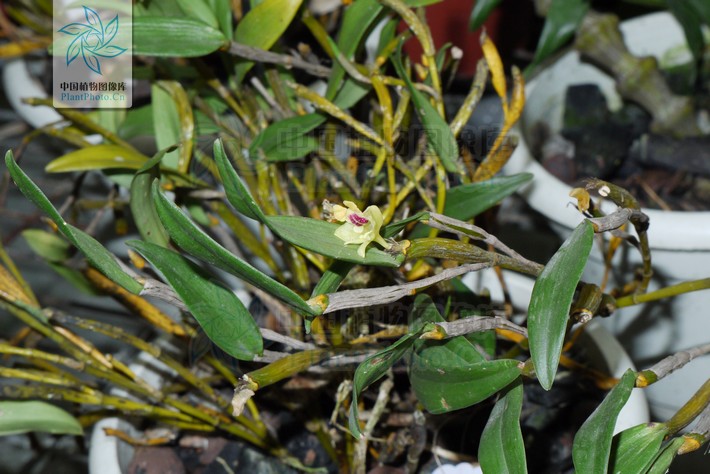  p>同色金石斛,根状茎匍匐,茎下垂或斜出,淡黄色或金黄色,通常分枝,假
