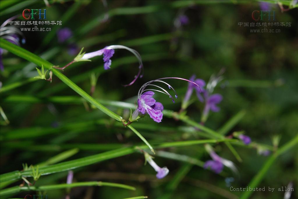  p> b>四棱草属 /b>(学名: i>schnabelia /i>)多年生草本,丛生,具膨大