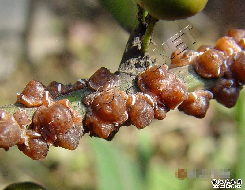茶,苹果,梨,樱桃,柿,荔枝,杨梅,无花果,忙果,石榴等,柑橘类主要害虫