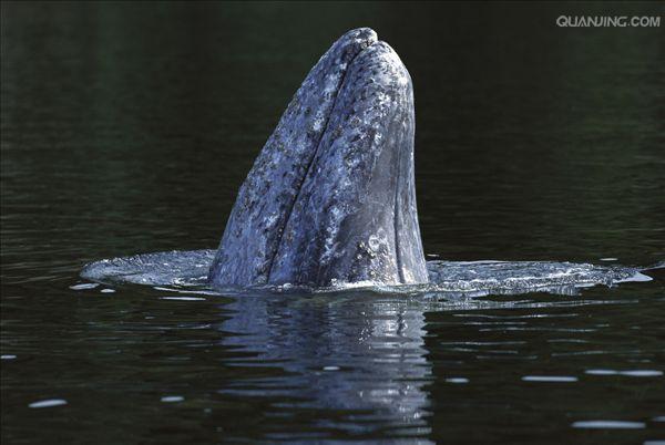 robustus),隶属于 a target="_blank" href="/item/鲸偶蹄目/5584976"