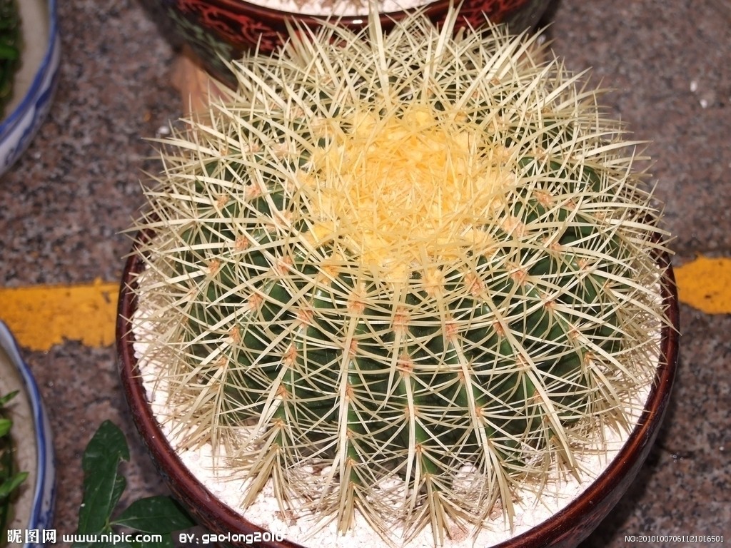  p>金琥(学名: i>echinocactus grusonii  /i>hildm.