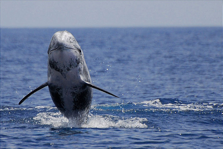 rissos dolphin