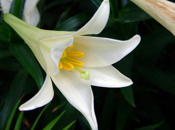  p>麝香百合(学名: i>lilium longiflorum /i>  thunb.