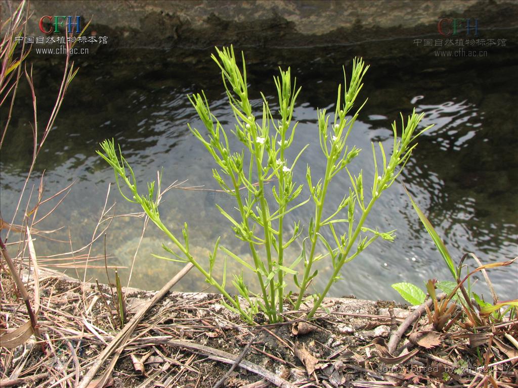 百蕊草属,檀香科,约325种,分布于热带和温带地区,我国有8种,各省均产