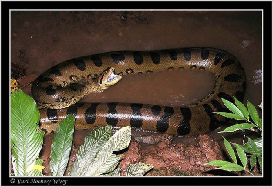  p>亚马逊森蚺(学名: i>eunectes murinus /i>),是当今世界上最大的蚺