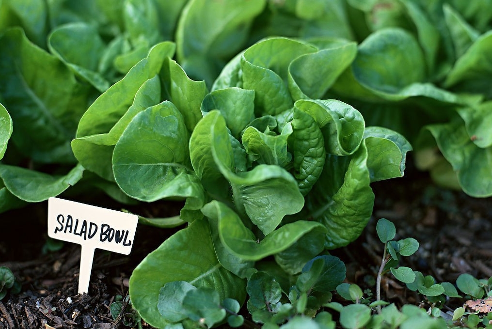 绿叶,叶柄和嫩茎为产品的 a target="_blank" href="/item/速生蔬菜