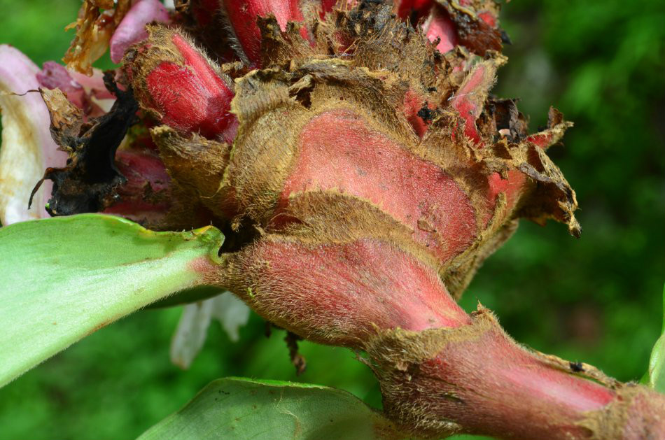  p>莴笋花(学名: i>costus lacerus /i> gagnep)是姜科,闭鞘姜属