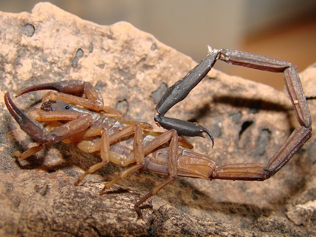  p>中华盾狼蝎曾经生活在上海,但是不明原因的消失了,一些外国的蝎友