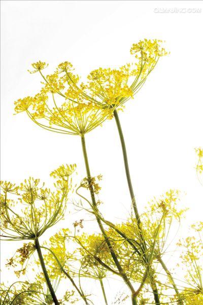  p>莳萝(学名:anethum graveolens l.)是伞形科莳萝属植物.