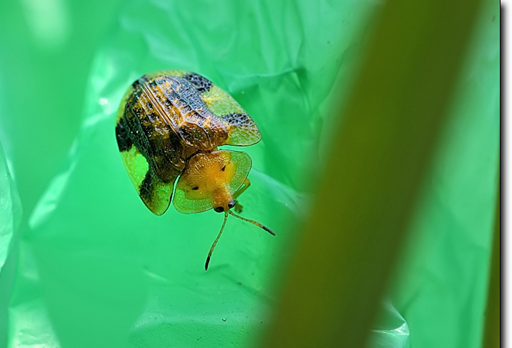  p>铁甲科,在全世界约有7000种,主要分布于 a href="#" data-lemmaid=