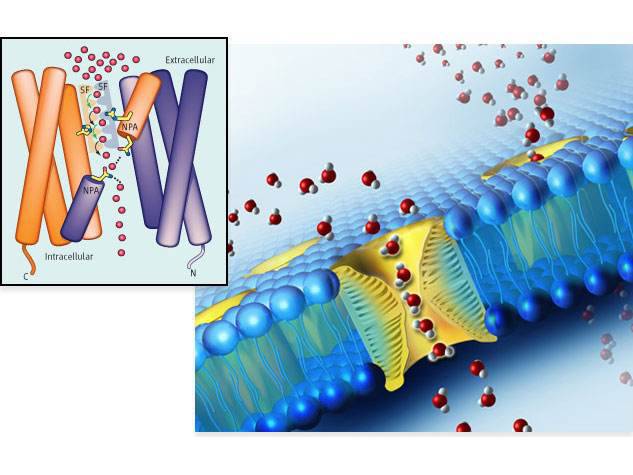 plasma membrane