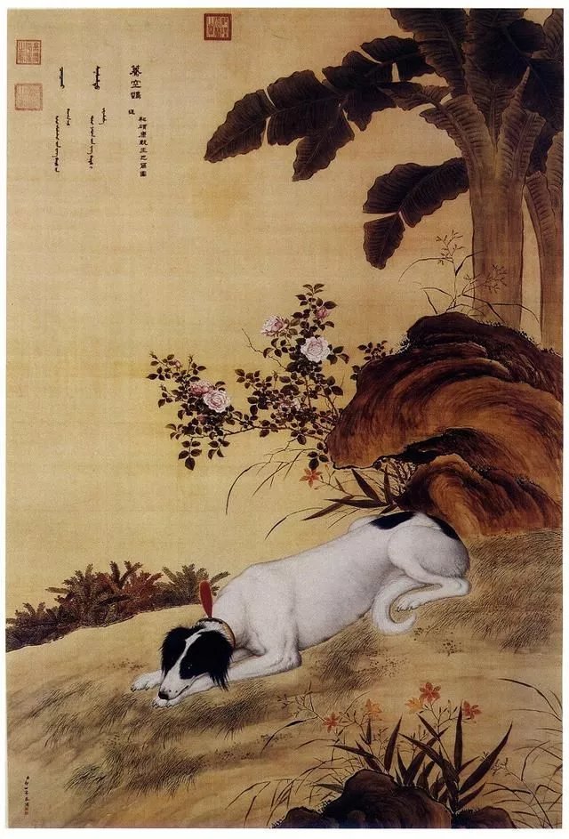 中国细犬，原生犬健美优雅不输洋狗_百科TA说