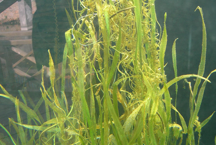  p>黄丝草(学名:potamogeton maackianus)是眼子菜科多年生沉水草本.