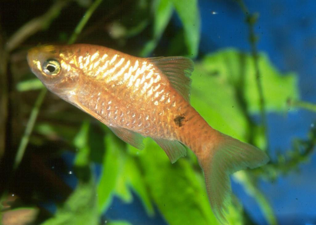 玫瑰鲫鱼体呈纺锤形,侧扁,尾鳍呈叉形,体长可达6厘米,其背部为银白色