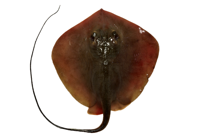  p>黄魟(学名: i>dasyatis bennetti /i>)是魟科,魟属的一种鱼类.