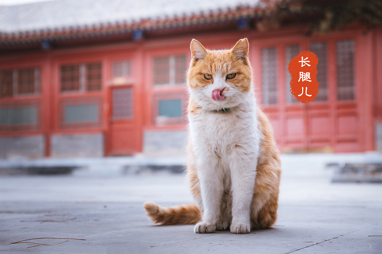 故宫猫