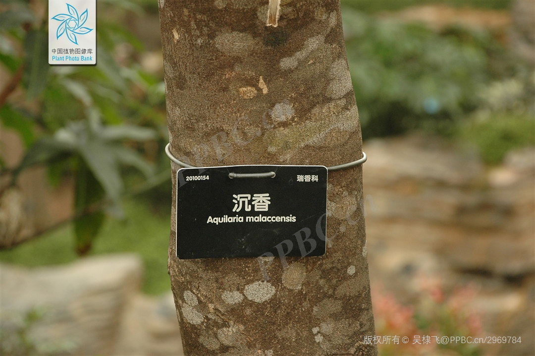 沉香集】奇楠沉香和沉香的区别_百科TA说