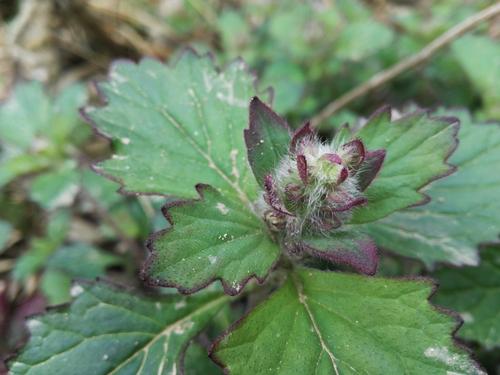  p data-id="gnby13qo73">紫背金盘(学名: i>ajuga nipponensis /i>