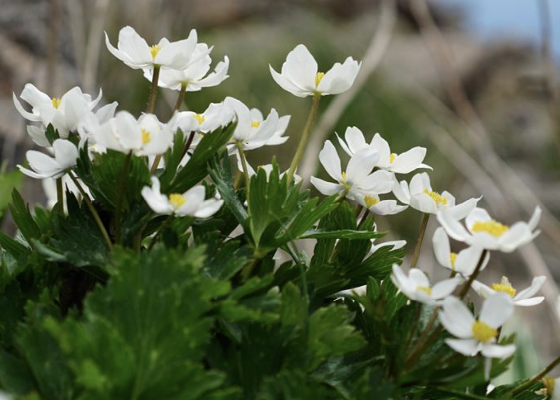  p>银莲花( i>anemone cathayensis /i> kitag)是毛茛科,银莲花属植物