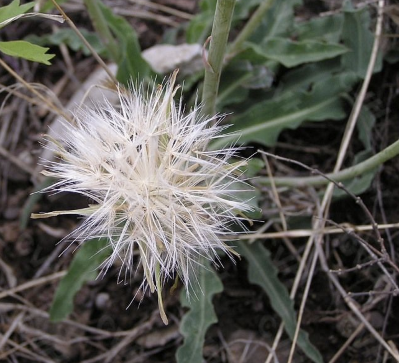  p>桃叶鸦葱(学名: i>scorzonera sinensis /i> lipsch. et krasch.