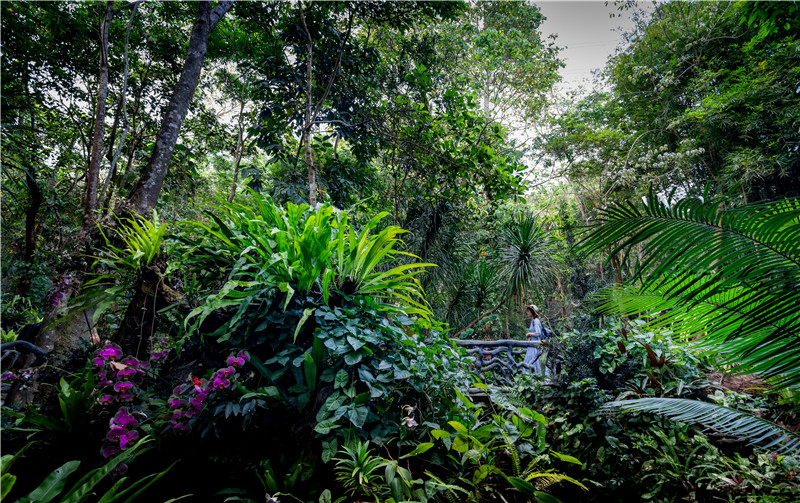  p>呀诺达雨林文化旅游区位于海南省保亭黎族苗族自治县三道镇,沿海榆