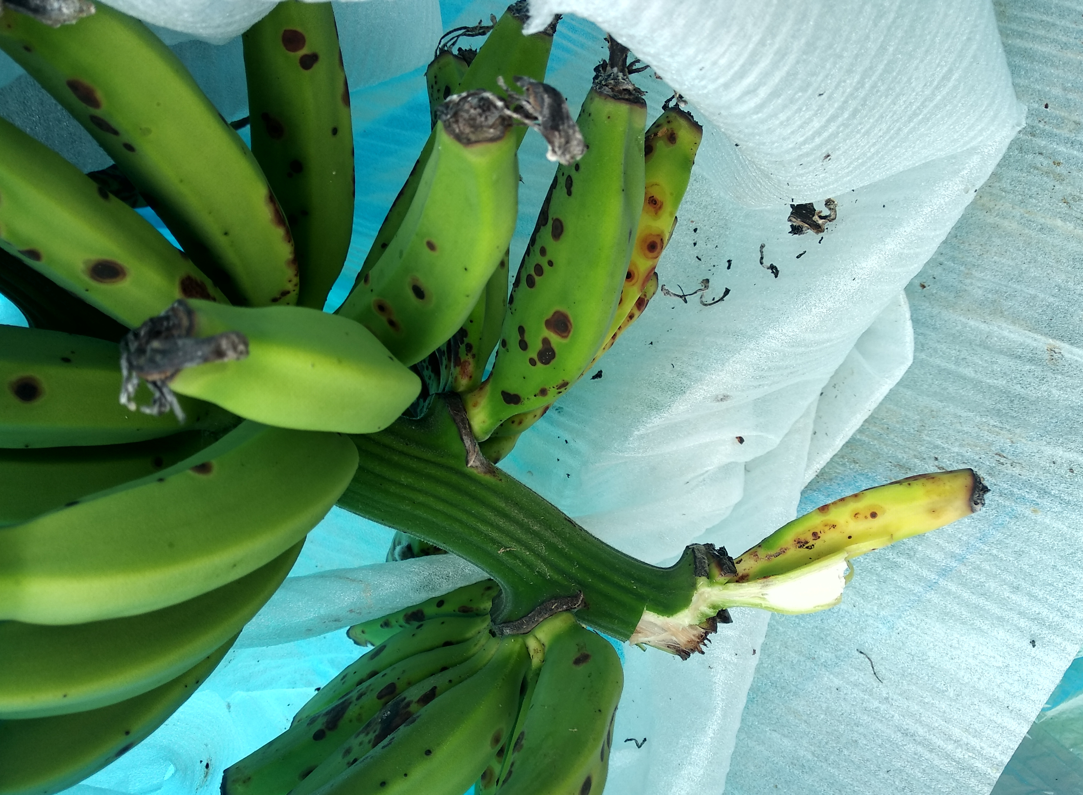 熟果腐烂病,是由芭蕉炭疽菌侵染所引起的,发生在香蕉上的一种病害