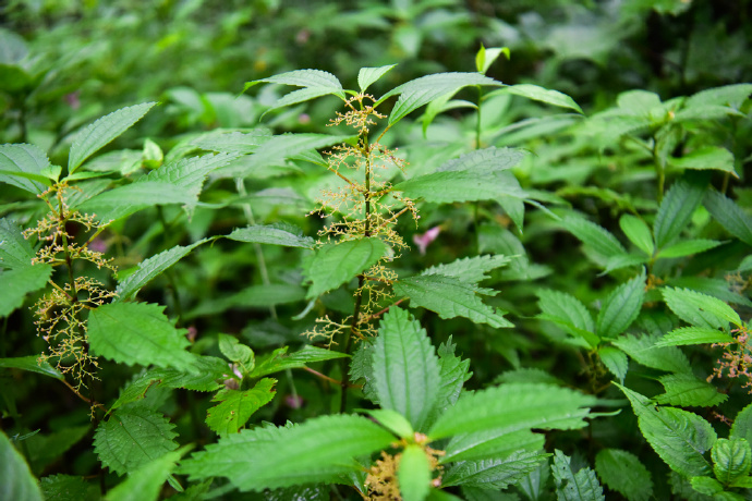  p>粗齿冷水花(学名: i>pilea sinofasciata /i> c. j.