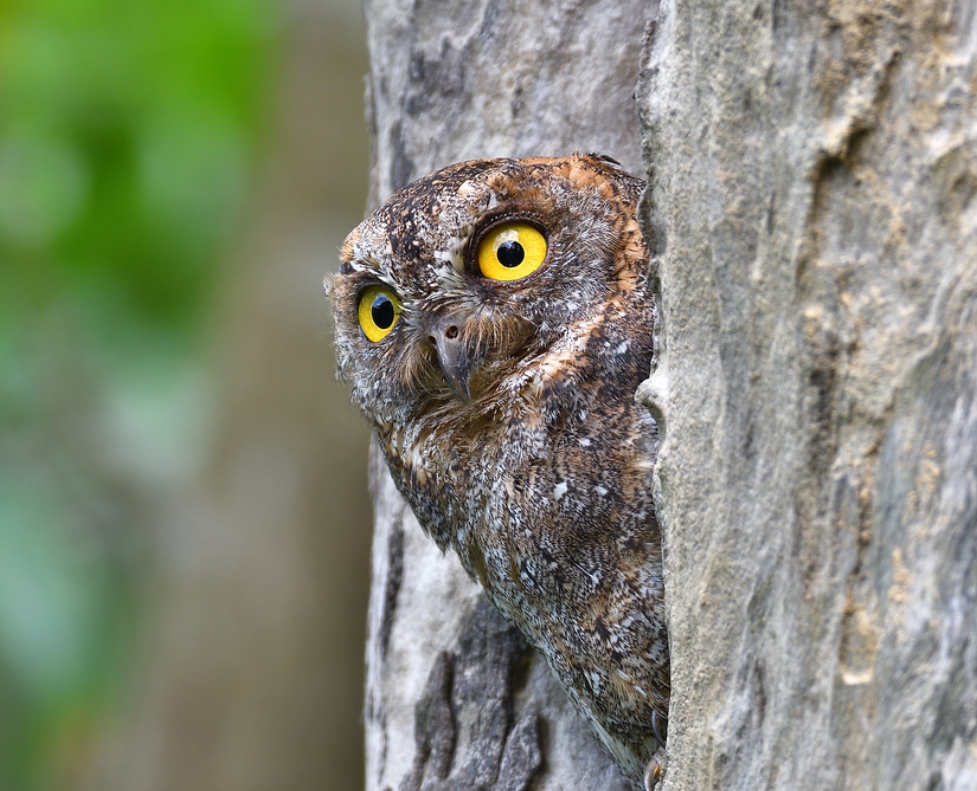  p>优雅角鸮(学名: i>otus elegans /i>):是鸱鸮科,角鸮属的猫头鹰.