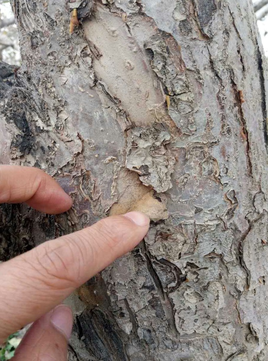 是由贝氏葡萄座腔菌和葡萄座腔菌侵染所引起的,发生在苹果树上的病害