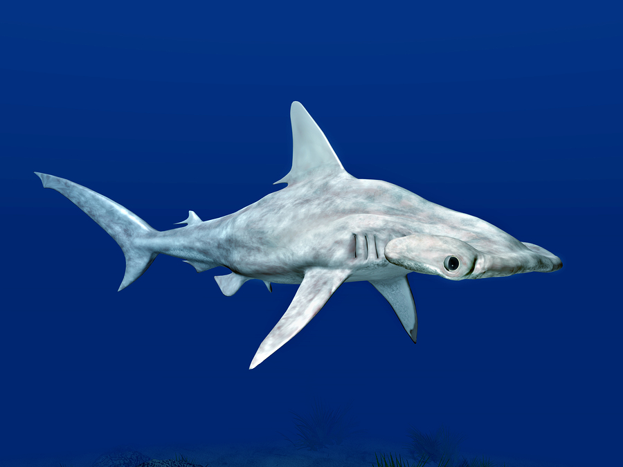 锤头双髻鲨 全网资源