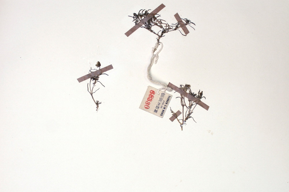  i>pleurogynoides /i>)为 a target="_blank" href="/item/石竹科