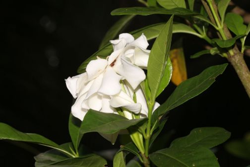 栀子（茜草科栀子属植物）_百度百科