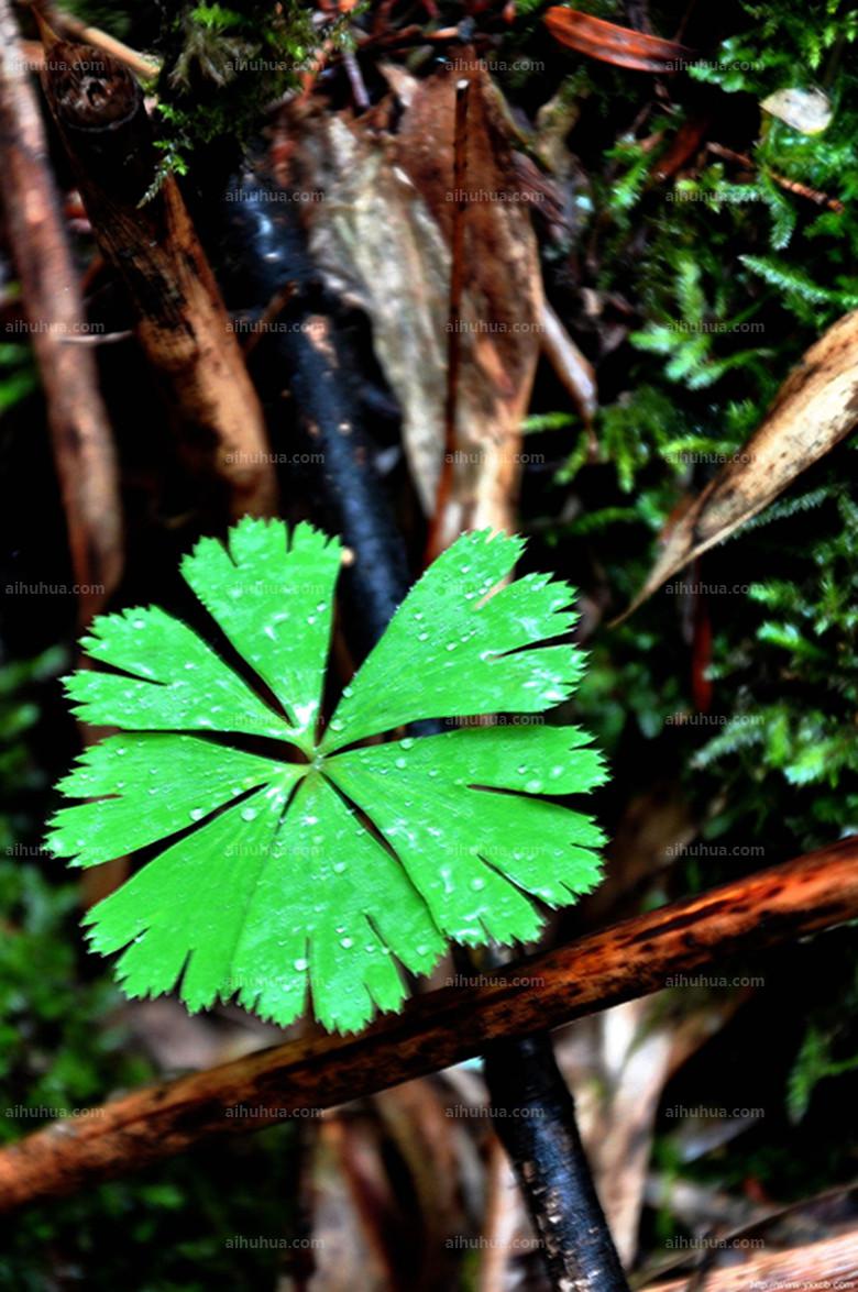 sm.),是星叶草科独叶草属多年生小草本植物.