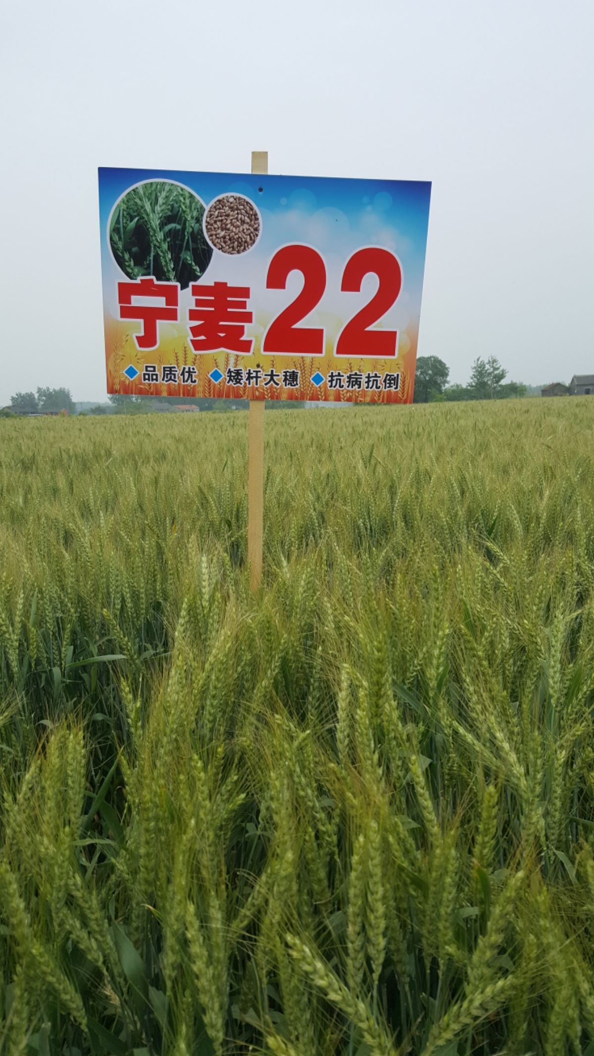宁麦22