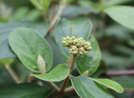 荚蒾（五福花科荚蒾属植物）_百度百科