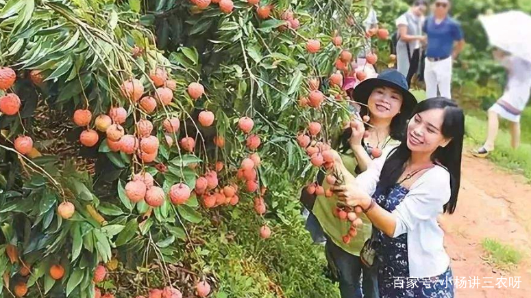 为什么采摘荔枝时，会有“一年采去两年果”的说法？采摘不当所致_百科TA说